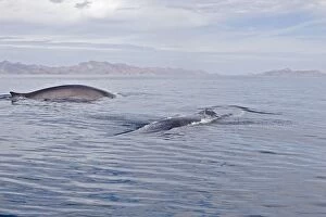 Fin / Finback Whale