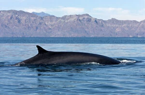 Fin Whale - appearing above water