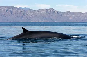 Mexico Prints: Fin Whale - Appearing above water Gulf of California (Sea of Cortez), Mexico