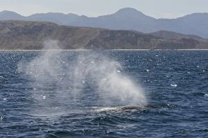 Images Dated 17th February 2009: Fin Whale - Baja California, Mexico