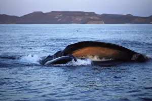 Fin whale - Feeding on a school of sardine larvae. The whale came up lunging through the fish, body turned on its right side. We are looking into the bottom of the mouth, orange-pink, facing us. The upper jaw is nearer to us