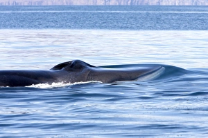 FIN WHALE - blowing