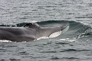 FIN WHALE - blowing