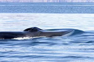 Blow Hole Prints: Fin Whale - Note characteristic white color of right side of lower jaw (left side is dark as rest of the body)
