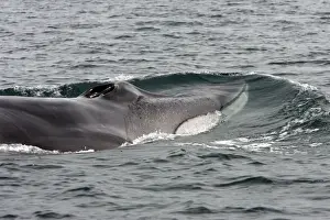 Fin whale - Note characteristic white color of right side of lower jaw (left side is dark as rest of the body). Gulf of California (Sea of Cortez), Mexico