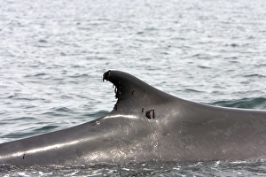 Fin Whale at water surface