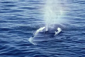 Spraying Prints: Fin whale Photographed in the Estuary of the St Lawrence, Quebec, Canada AM 388