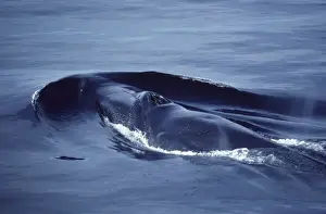 Blow Hole Prints: Fin whale Photographed in the Gulf of California (Sea of Cortez), Mexico