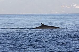 Fin Whale in the strait of Gibraltar