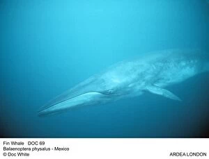 Balaenoptera Gallery: Fin Whale - underwater