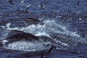 Herring Prints: Fin whale - Two whales feeding on a school of herring