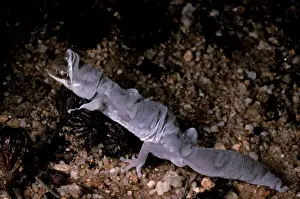 Fine-faced / Beautiful gecko - shedding skin