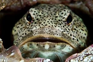 Images Dated 23rd August 2012: Finespotted Jawfish