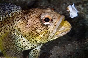 Finespotted Jawfish - eating Scallop