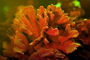 Bioluminescence Gallery: Finger Coral showing fluorescent colors when photographed
