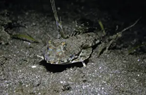 Seabed Prints: Fingered Dragonet - Male