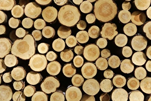 Images Dated 1st May 2007: Finland - cut ends of tree trunks