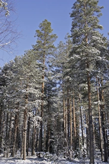 Images Dated 4th May 2007: Finland - forest