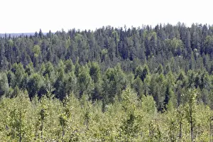 Scaninavia Prints: Finland - forest Kuhmo Finland