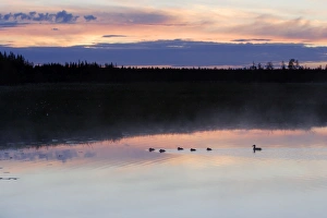 Images Dated 8th July 2005: Finland - Forest & lake