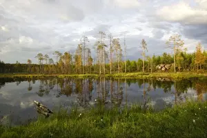 Finland - forest & lake Kuhmo Finland