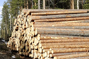 Images Dated 1st May 2007: Finland - forest with pile of cut tree trunks