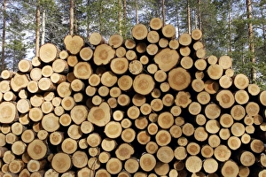Images Dated 1st May 2007: Finland - forest with pile of cut tree trunks