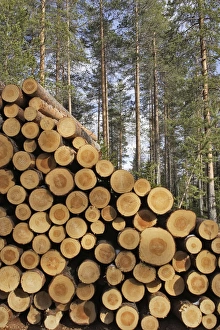 Images Dated 1st May 2007: Finland - forest with pile of cut tree trunks