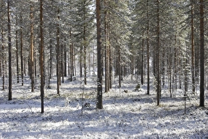 Images Dated 4th May 2007: Finland - pine forest