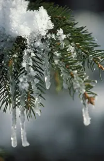 Firs Prints: Fir Tree - close-up of branch covered in ice