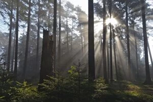 Abies Gallery: Fir Tree - forestry in early morning mist and sunshine