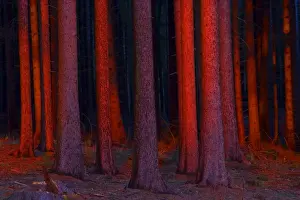 Plant Texture Prints: Fir Tree Stems - in glow of setting sun Loewer Saxony, Germany