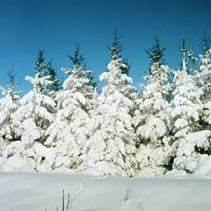 Weather Prints: Fir Trees In snow