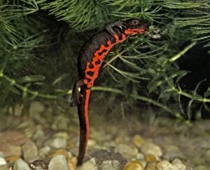 Images Dated 16th October 2006: Fire bellied Newt
