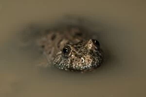 Bellied Gallery: Fire-bellied toad - close up - in shallow water -Romanioa