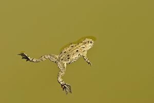 Images Dated 23rd June 2008: Fire-bellied toad - Floating on pond surface