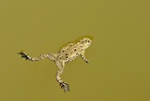Hungary Prints: Fire-bellied toad - Floating on pond surface - Bukk National Park - Hungary