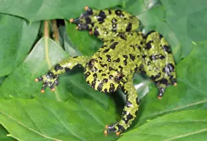 Fire-bellied Toad - native to Central & South Asia