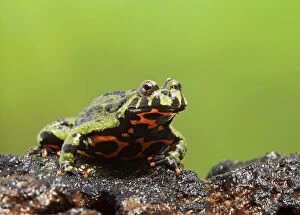Images Dated 16th January 2012: Fire Bellied Toad - showing red underside 15326