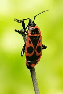 Fire Bug France
