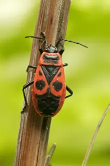 Fire Bug France