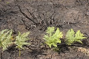 Images Dated 31st August 2010: Fire charred heathland with new bracken growth - Cannock Chase AONB - Staffordshire UK