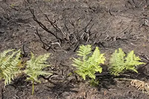 Fires Prints: Fire charred heathland with new bracken growth - Cannock Chase AONB - Staffordshire UK