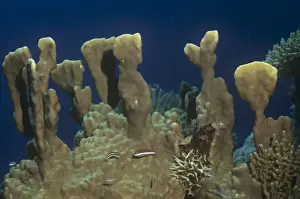 Fire Coral