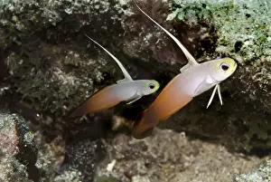 Behavour Prints: Fire Dartfish - seen living in pairs these fish make a home in the sand where they dive into if danger threatens