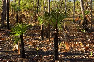 Bush Fire Prints: after the fire - forest in Far North of the Northern Territory after a wildfire