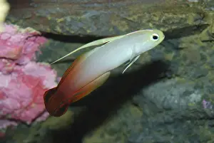 Goby Prints: Fire Goby - reefs, Indo-Pacific