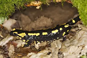 Fire Salamander. Alsace - France