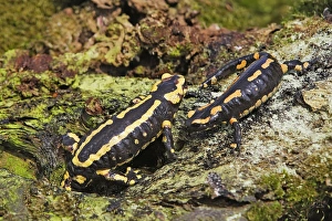 Images Dated 5th May 2006: Fire Salamander. Alsace - France