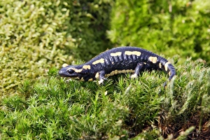 Images Dated 5th May 2006: Fire Salamander. Alsace - France